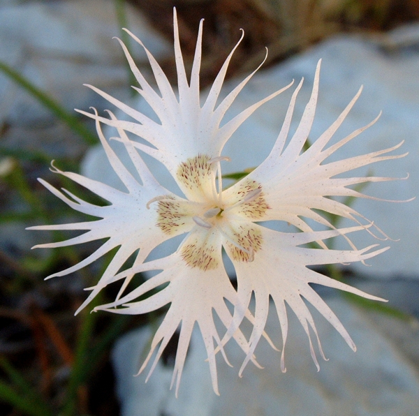 Dianthus monspessulanus / Garofano di Montpellier